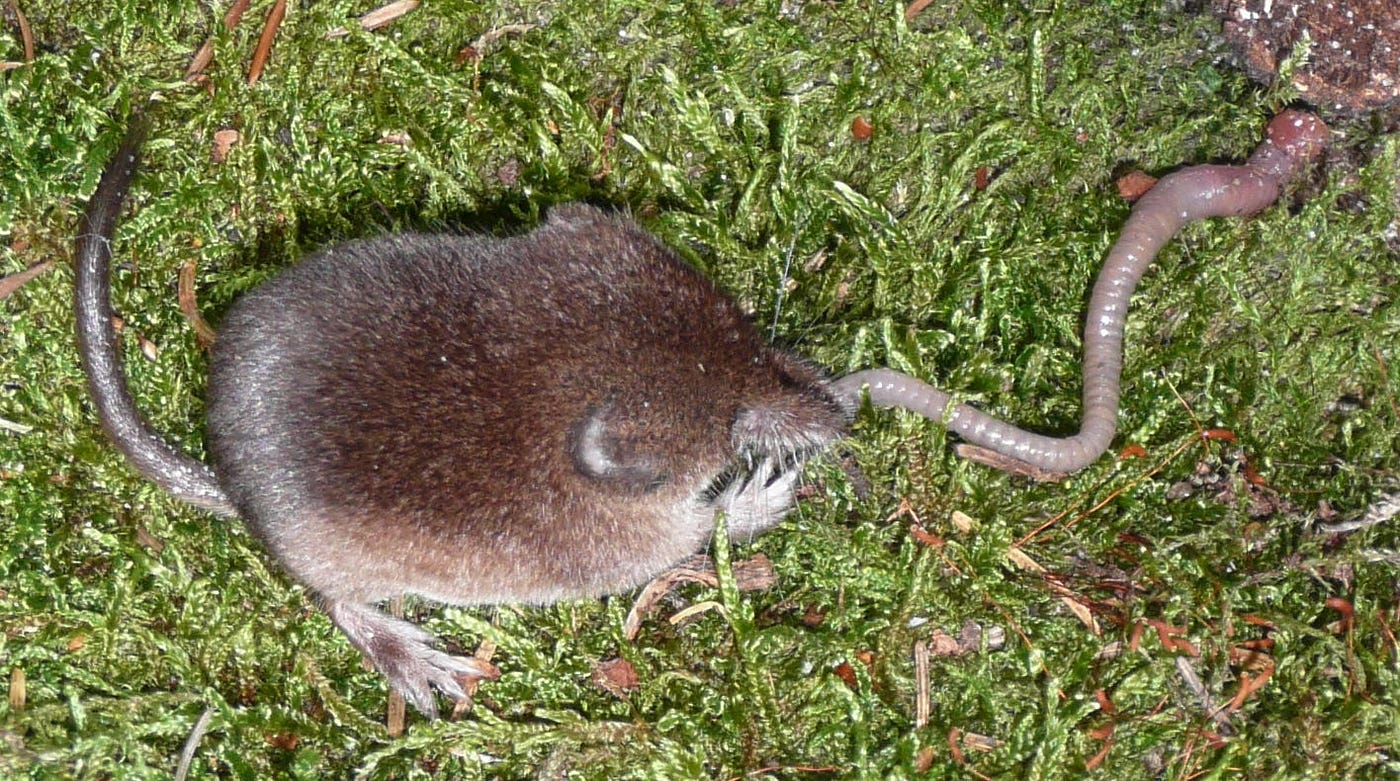 Sorex araneus, 2007. ©Sophie von Merten CC-BY 3.0. https://commons.wikimedia.org/wiki/File:Sorex-araneus.jpg