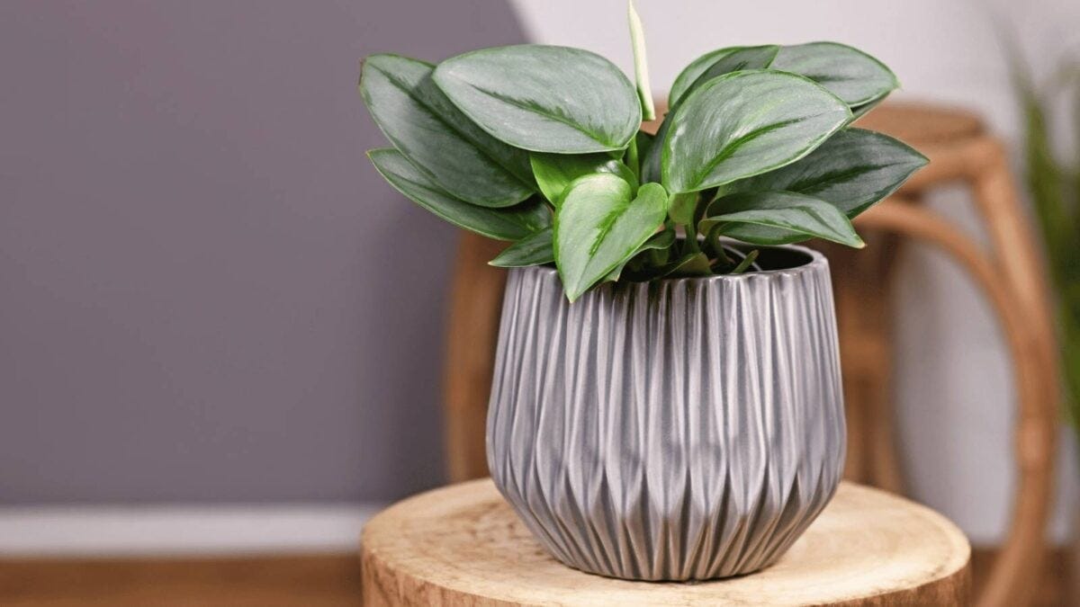 is aloe vera a succulent Aloe vera Succulents - Indoor Plants Purify Your Air| Hortology main image 1