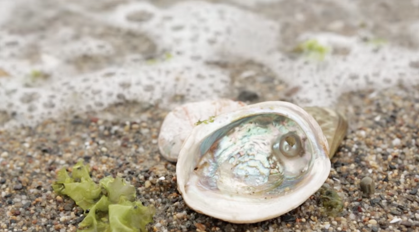From Nature to New Materials: This MIT Professor&rsquo;s Inventions Are 