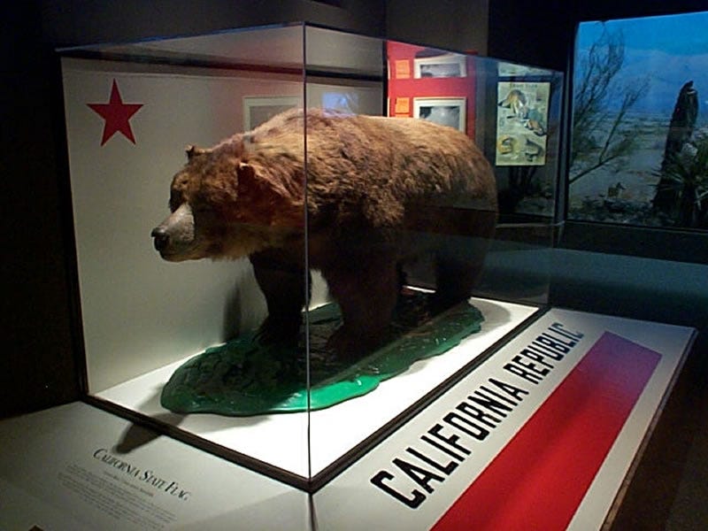 Ruggente orso grizzly. Disegno in bianco e nero con inchiostro Foto stock