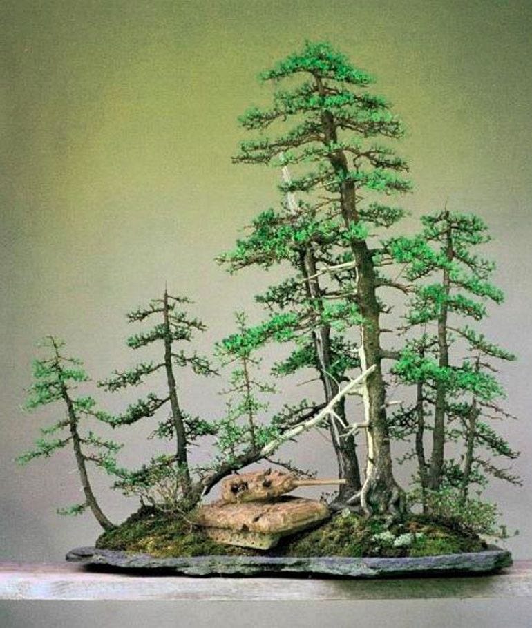 Larix Laricina 2. Larch  Yose-ue | by Marc-Antoine Ducas | Medium