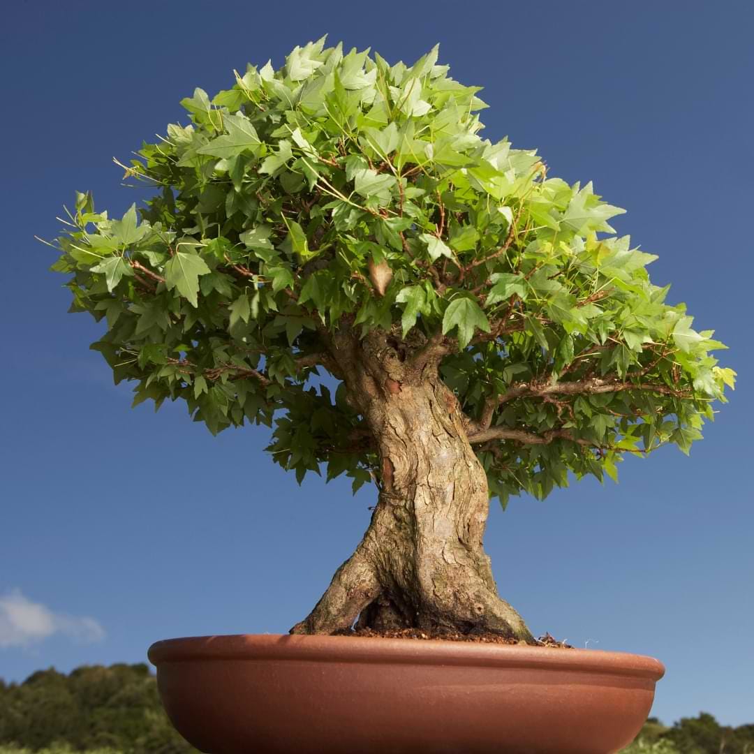 Understanding the Lifespan of a Bonsai Tree | by Mariya Kanegi | Medium