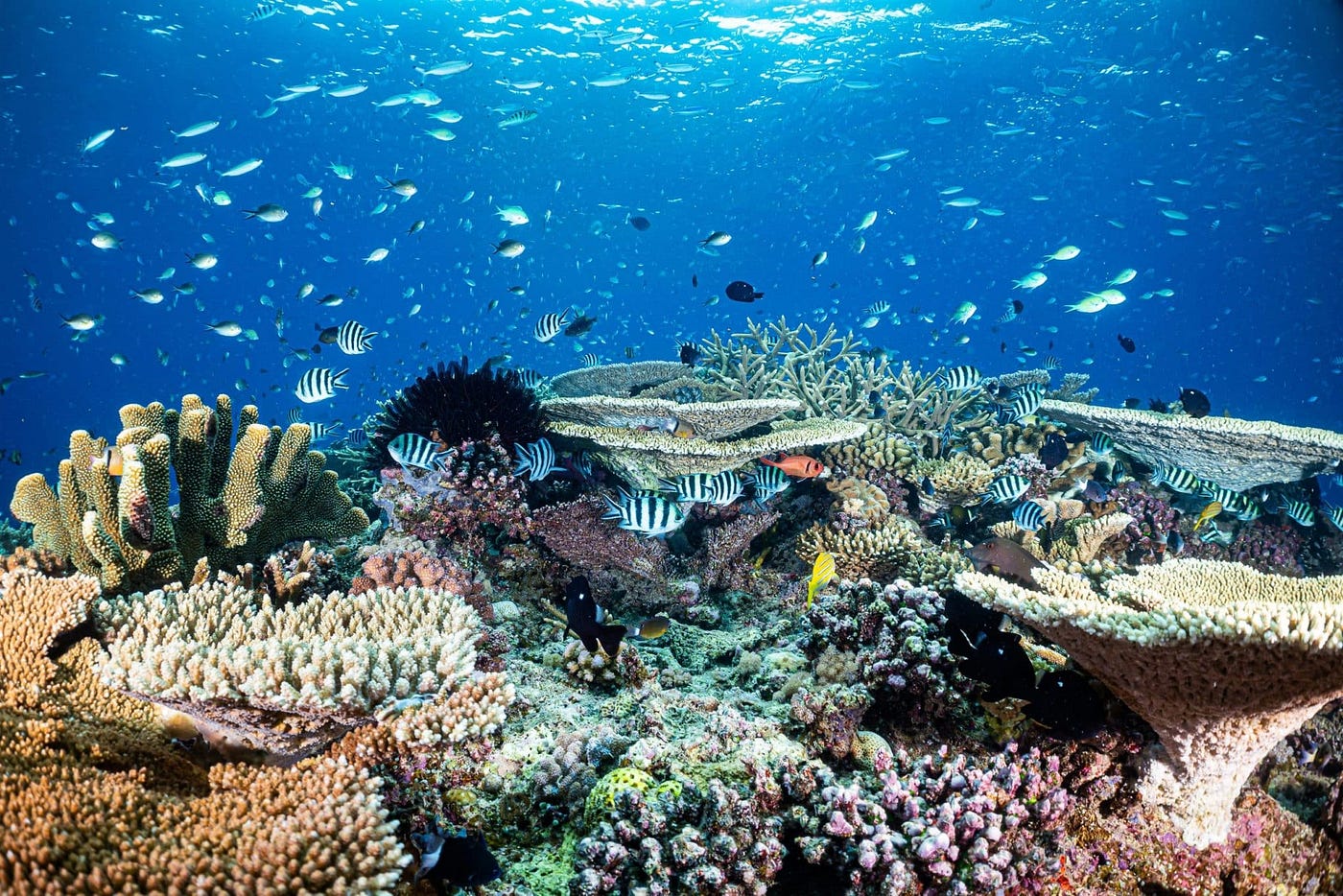 Eco-Friendly Sunscreen for Divers: Protect the Ocean and Your Health 2025 — Alex Brylske