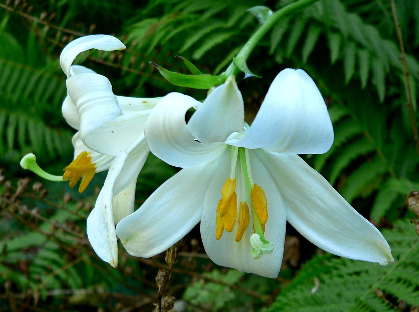 Lily Care: Essential Steps for Growing Healthy Lily Plants