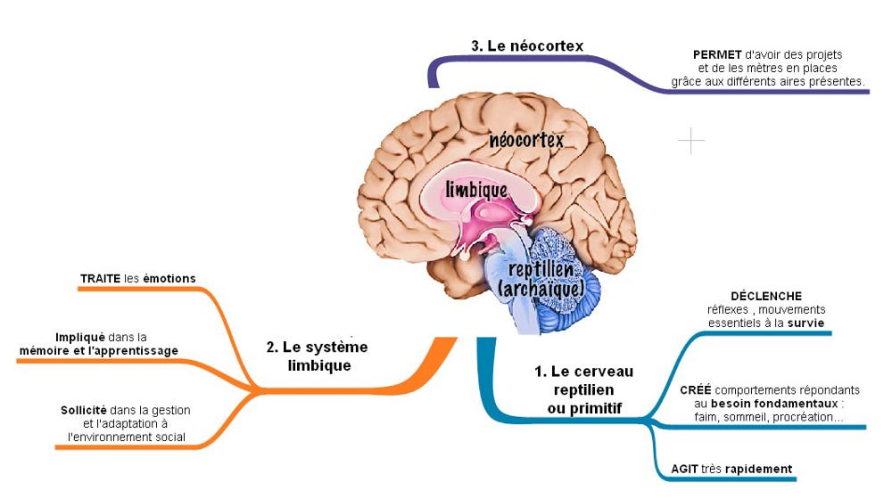 Diagramme Du Cerveau Gauche Et Droit — free download