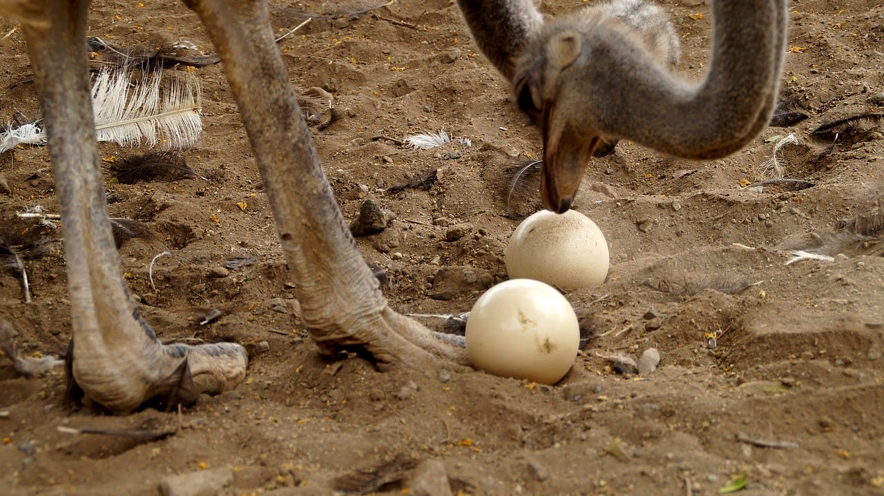 Cooking Ostrich Egg in an Ostrich Farm, Wowthis Ostrich Egg could feed  my whole family 😍, By Taste Life