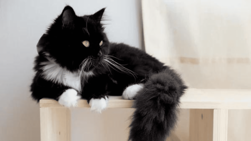 Black persian cat for sale 2025