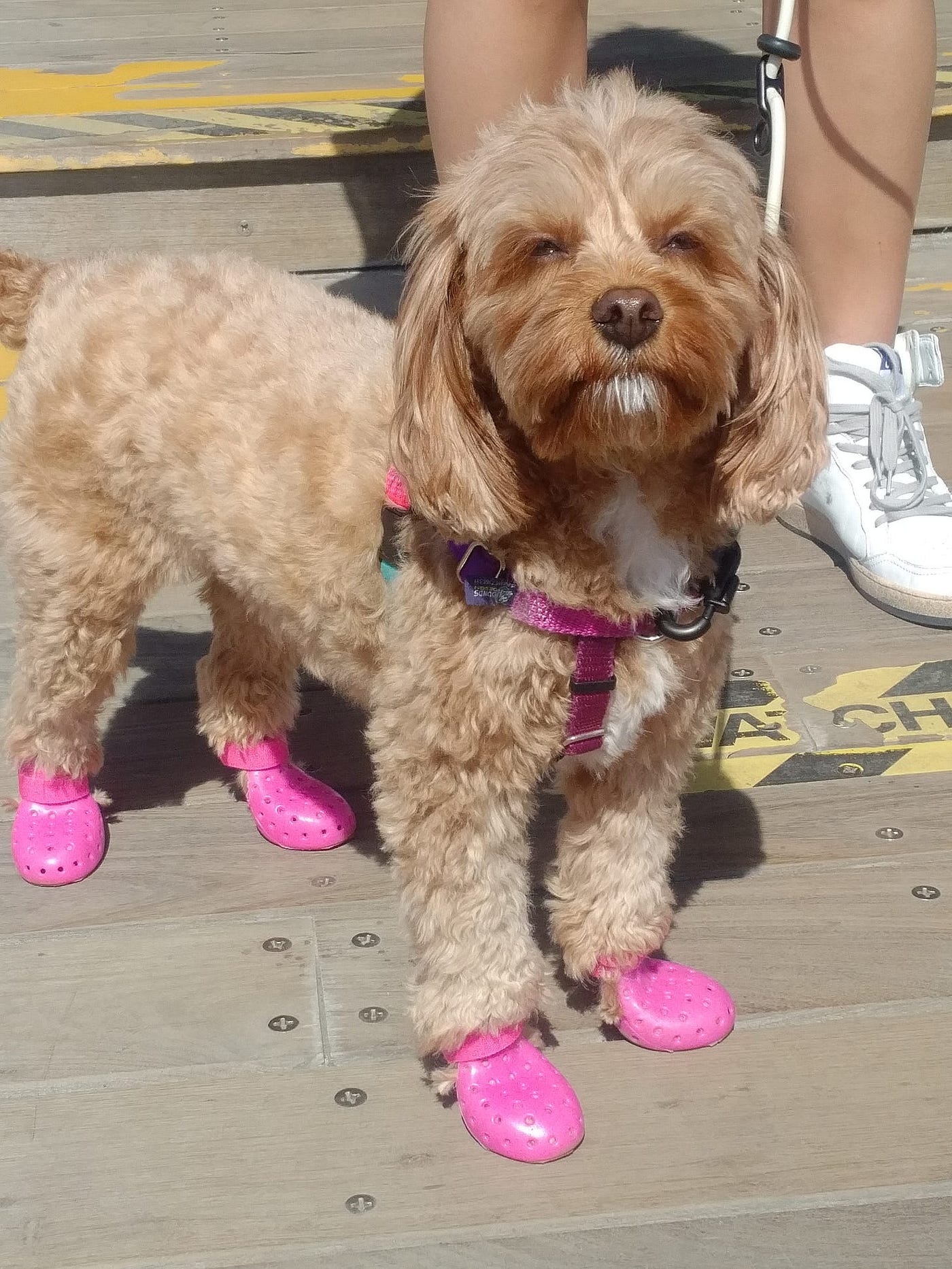 Dog training, keyboard warriors and clickbait