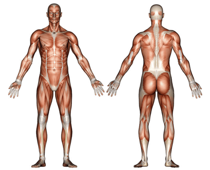 What Is Muscle Tone, And Why Is It Important? | by Nutrition Realm | Medium