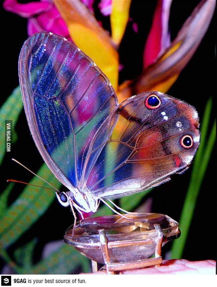 Most beautiful butterflies