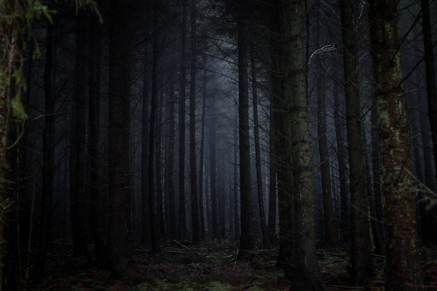 The Dark Forest Theory of the Internet | by Yancey Strickler | OneZero