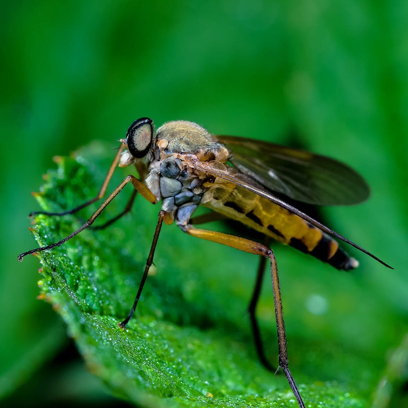 5 Tips for Fighting Fruit Flies - Pest Control Technology