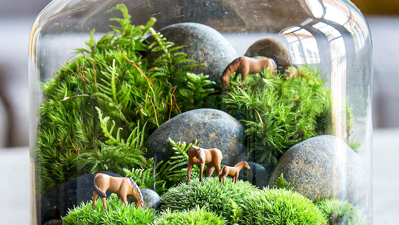 Forecasting Growth: How to make your own terrarium garden