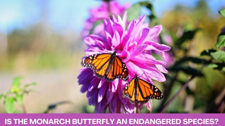 Monarch Butterfly Texas Symbol
