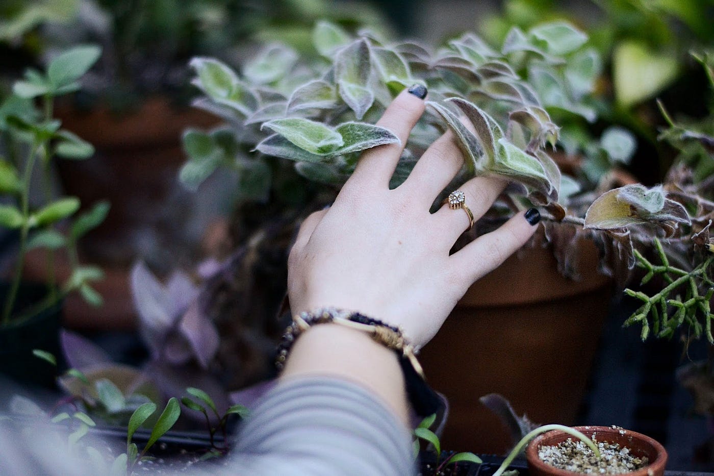 10 Types of Ivy Every Plant Lover Should Know