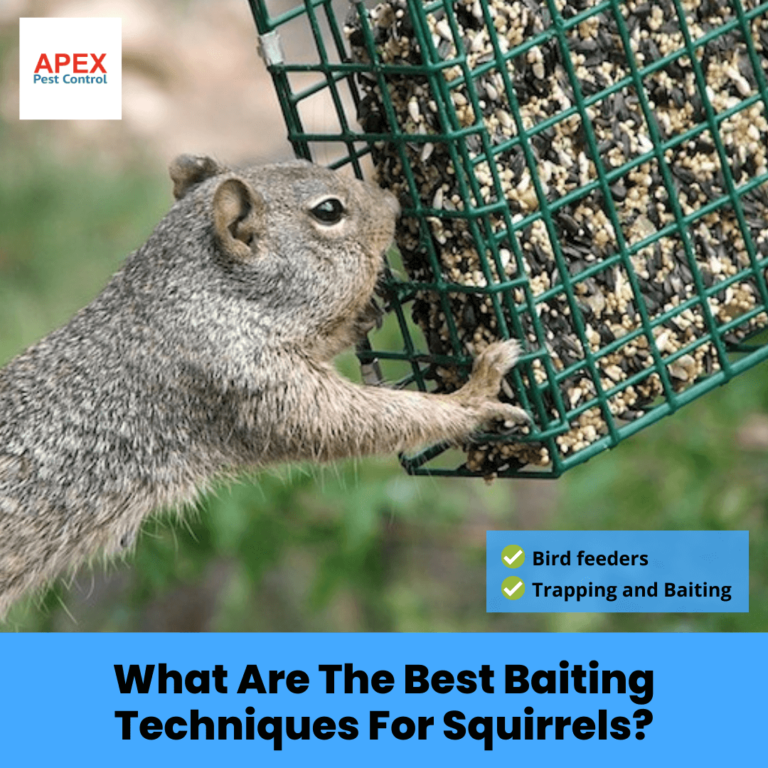 The Best Bait for Squirrel Traps