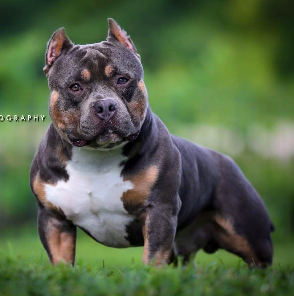 Exploring the 2023 American Bully Prices: How Much Does the Perfect  Companion Cost? 