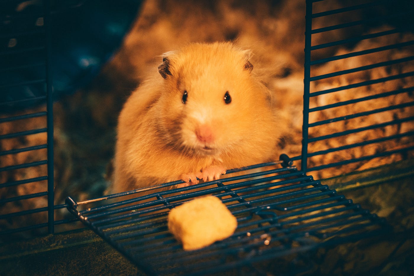 Hay, leaves, moss etc - Hamster Central