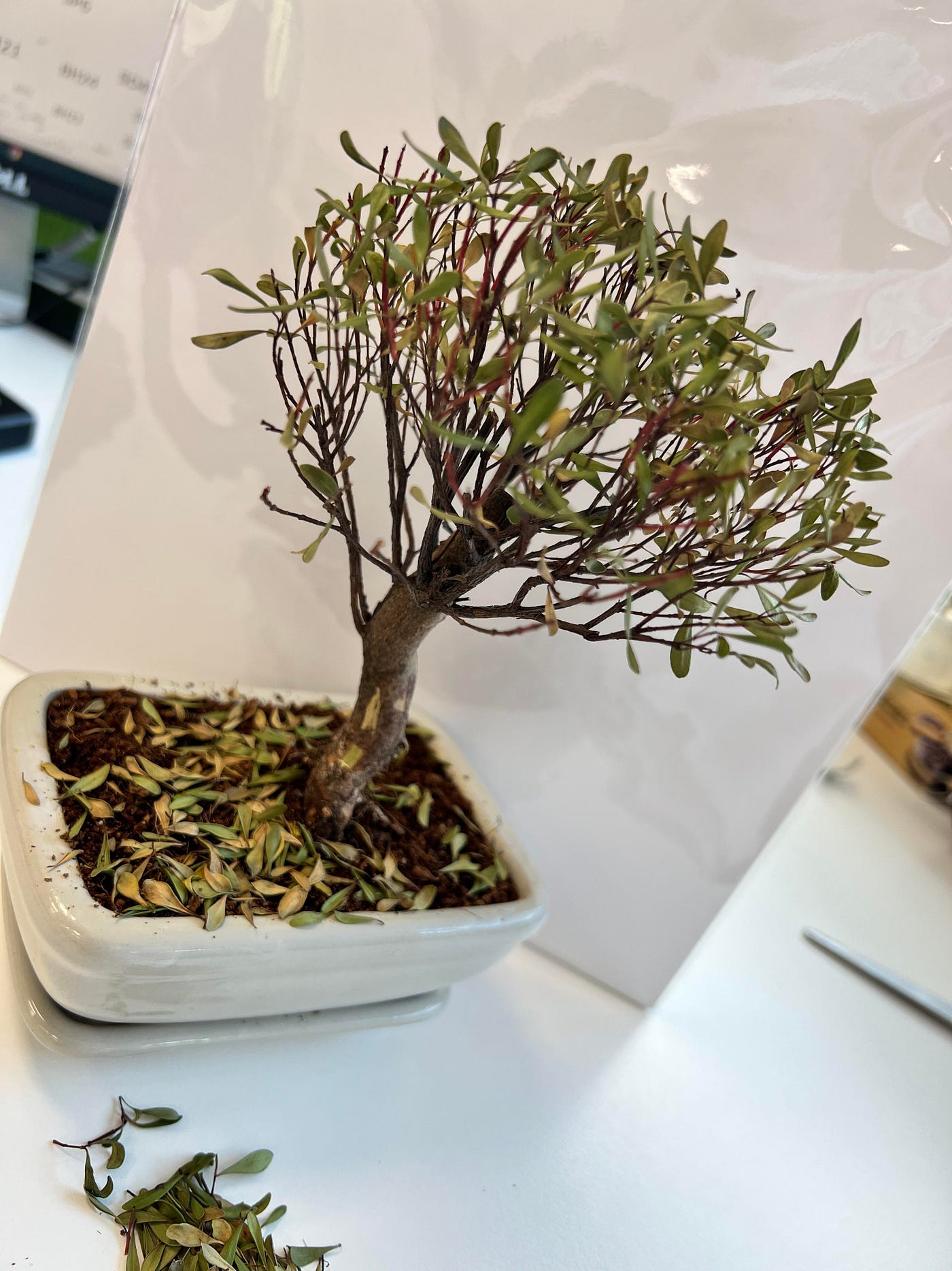 What to Do When Your Bonsai Leaves Are Falling Off | by Mariya Kanegi |  Medium