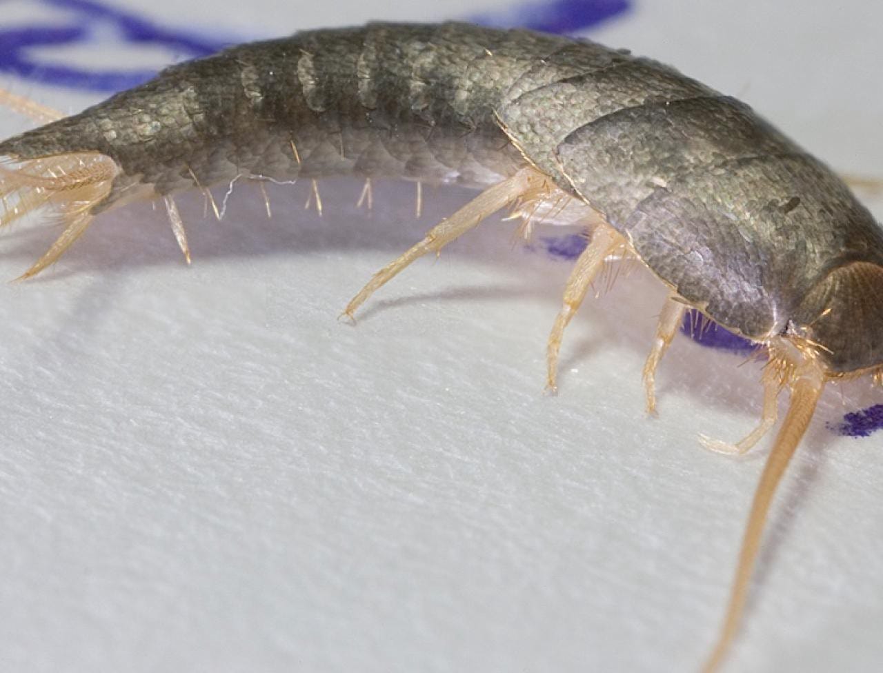 What 2024 kills silverfish