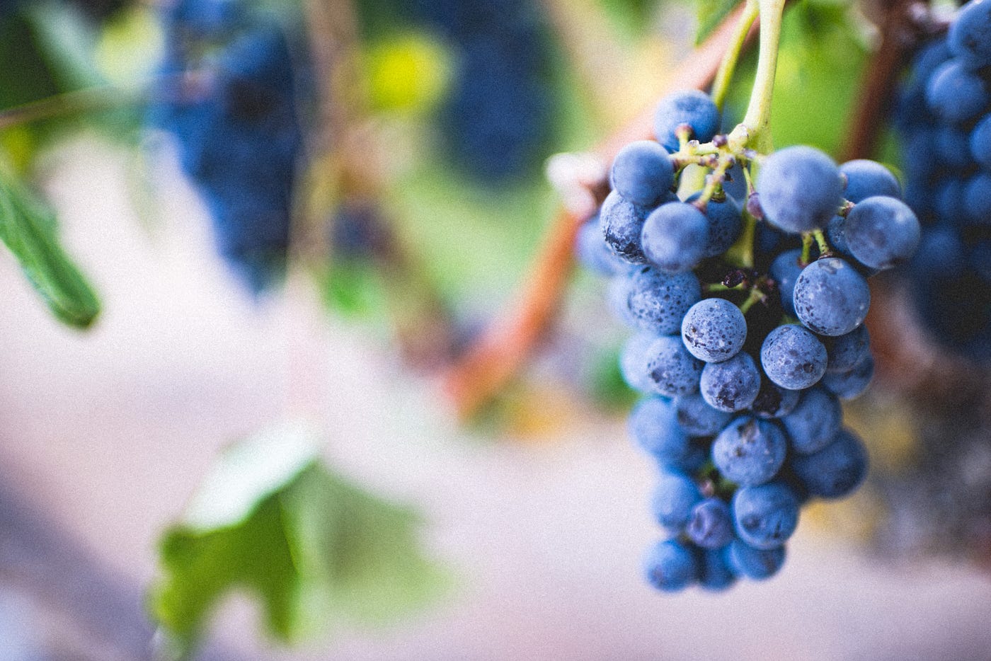 A bunch of grapes hang down on the right side of the image. THe rest of the image is blurred. Subjects consuming healthful plant-based diets (with more foods such as fruits, vegetables, nuts, whole grains, and legumes; reduced intake of refined grains, animal products, and sugary drinks) had a small reduction (one-sixth) in overall mortality. An unhealthy plant-based diet (including higher levels of sugary beverages, sweets, and refined grains) had a 1.2 times increase in premature death.