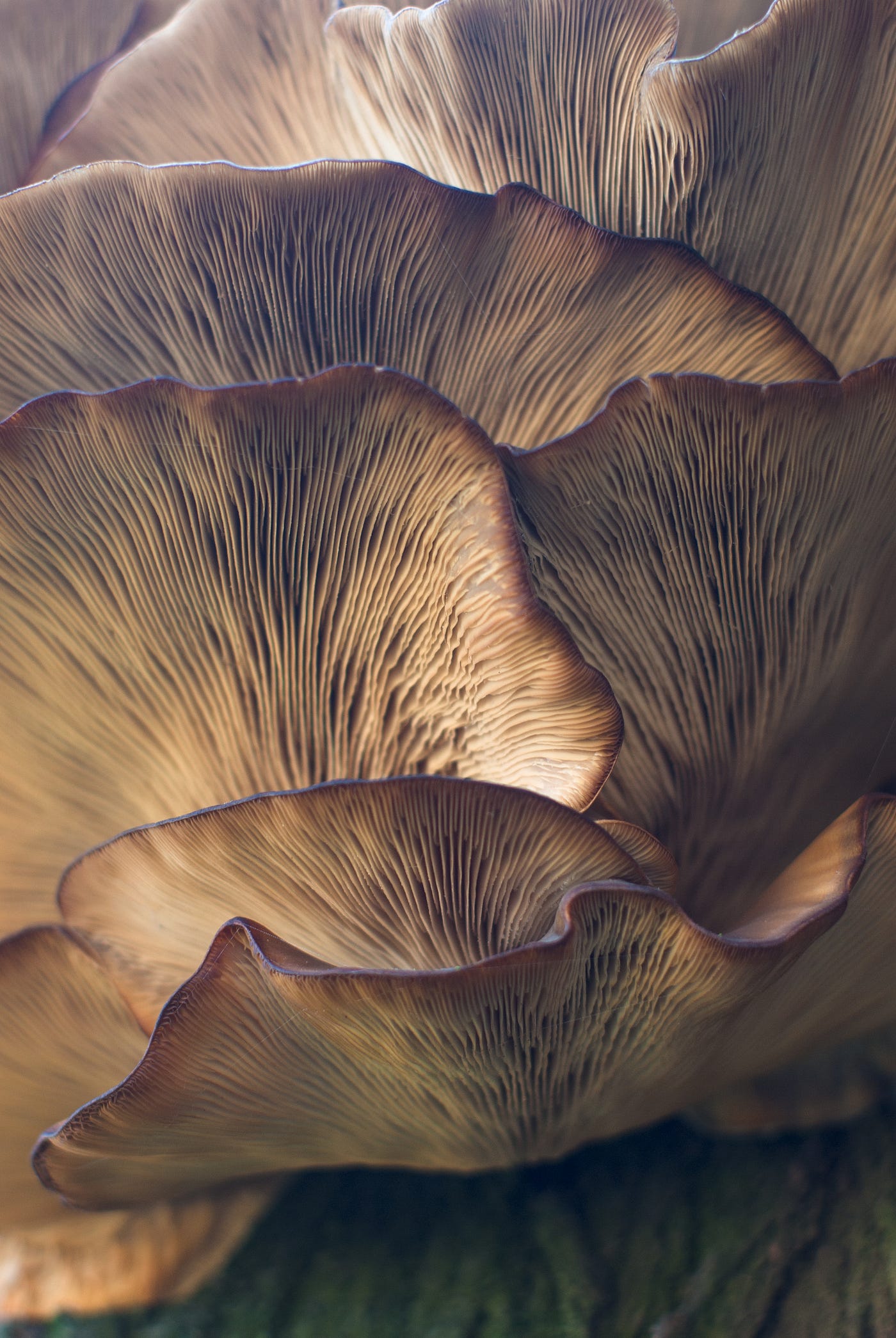 Mushroom leather just got one step closer to the mainstream