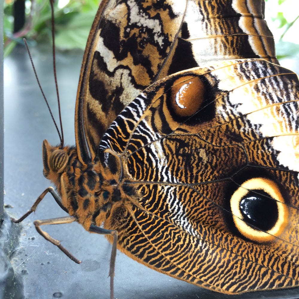 How do butterflies smell? And what about moths? - Discover Wildlife