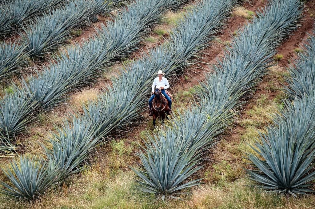 THE AGAVE PLANT: GIFT FROM THE GODS AND TEQUILA SPIRIT | by Sandra  Schindler | Medium