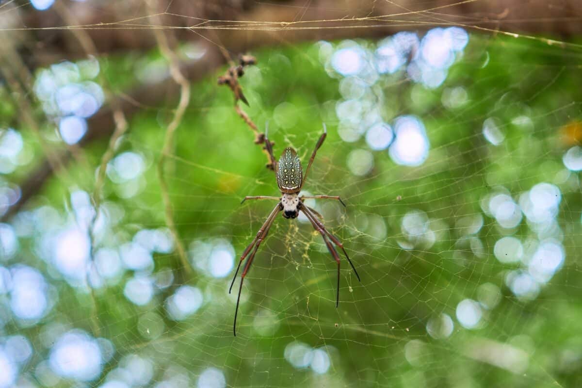 8 Dangerous Florida Spiders | by Animals Around The Globe | Medium, image size:1200x800
