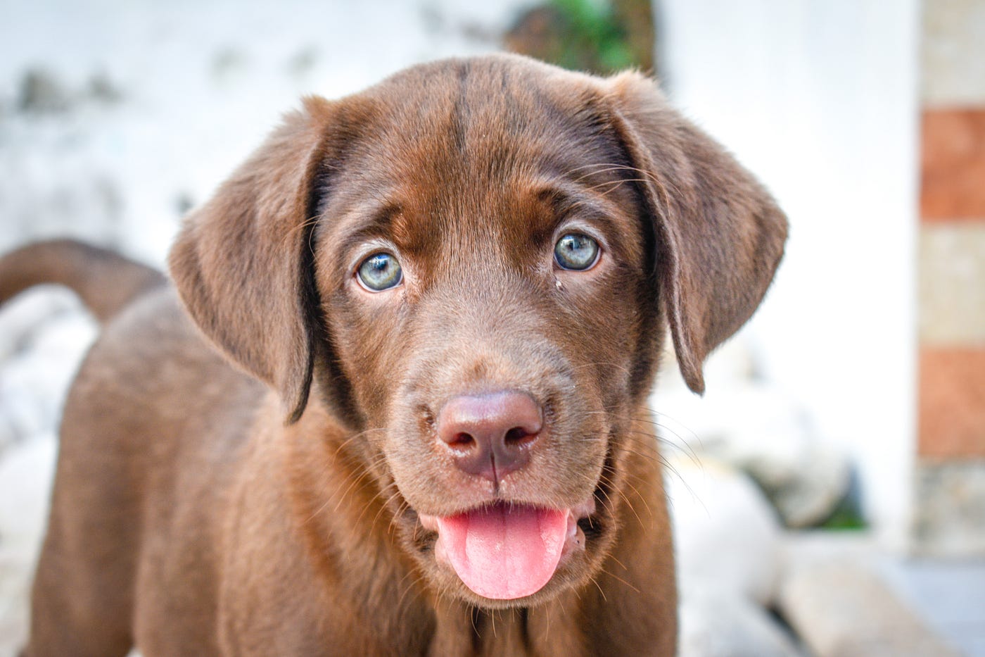 Gifted Word-Learning Dogs Share Common Traits