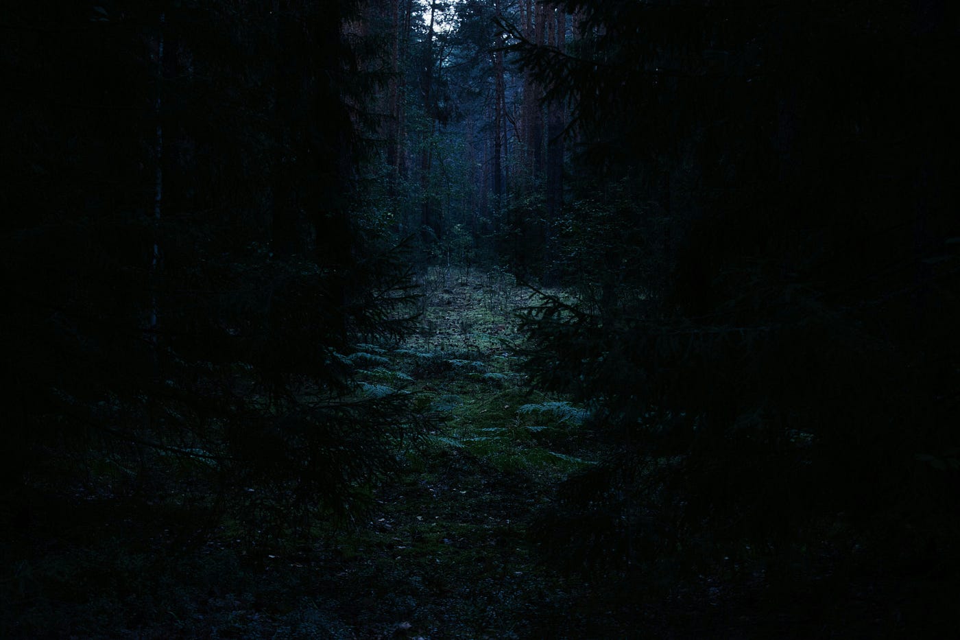 Photo by Georg Abrosimov on Unsplash