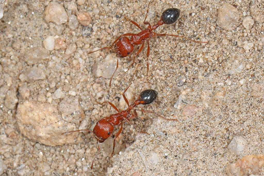 Purple Ants California