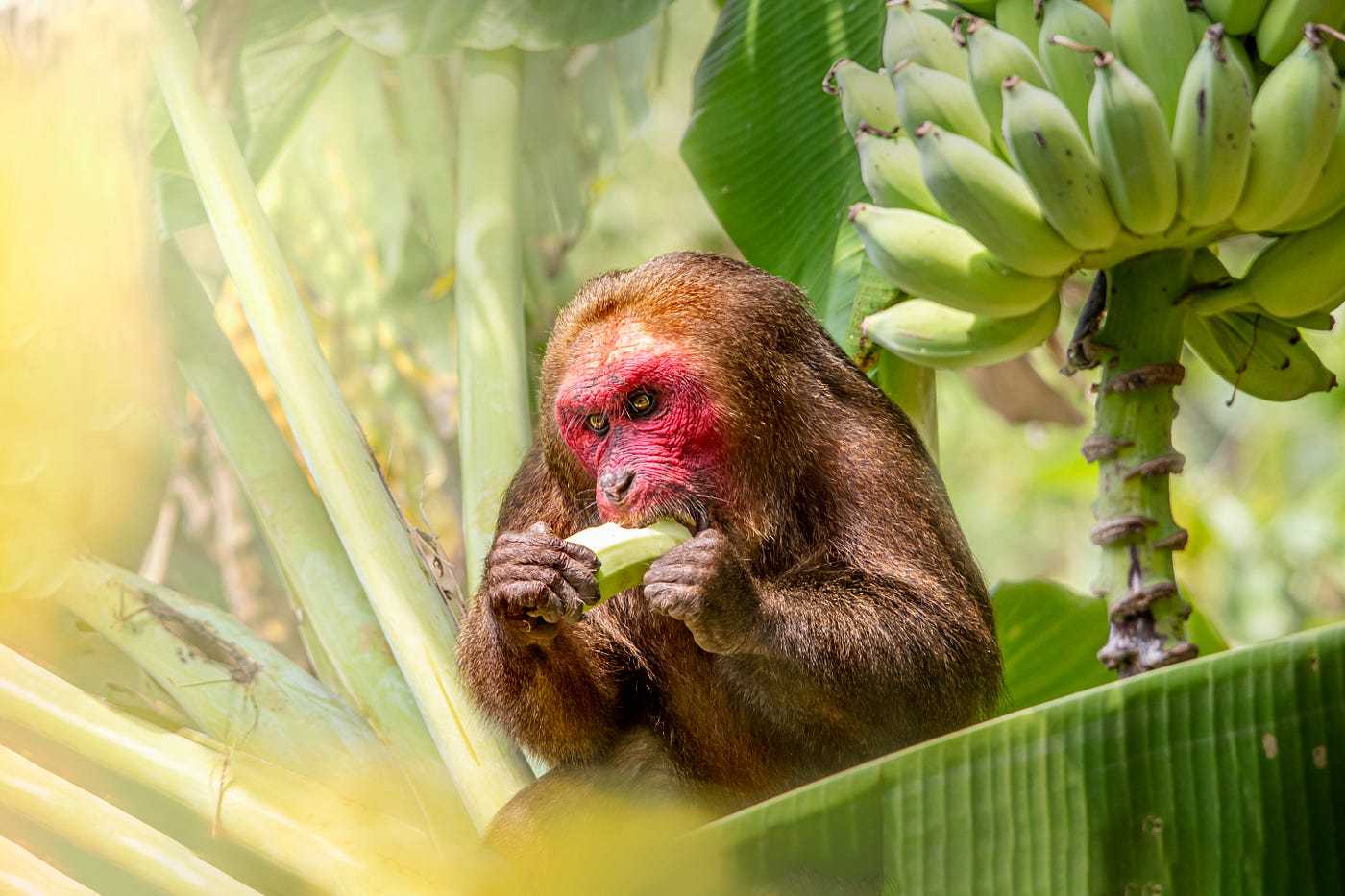 Monkey Banana Code In Python