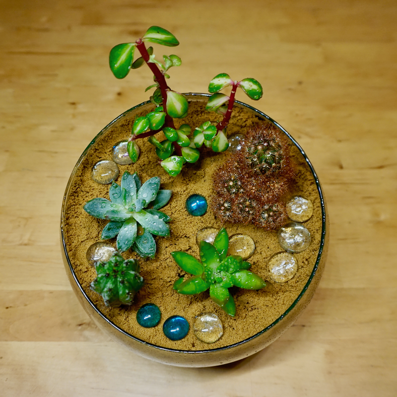 How to Make Your Own Desert Terrarium | by Jen Botezat | Lady Greenwell |  Medium