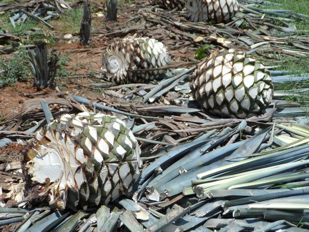 THE AGAVE PLANT: GIFT FROM THE GODS AND TEQUILA SPIRIT | by Sandra  Schindler | Medium
