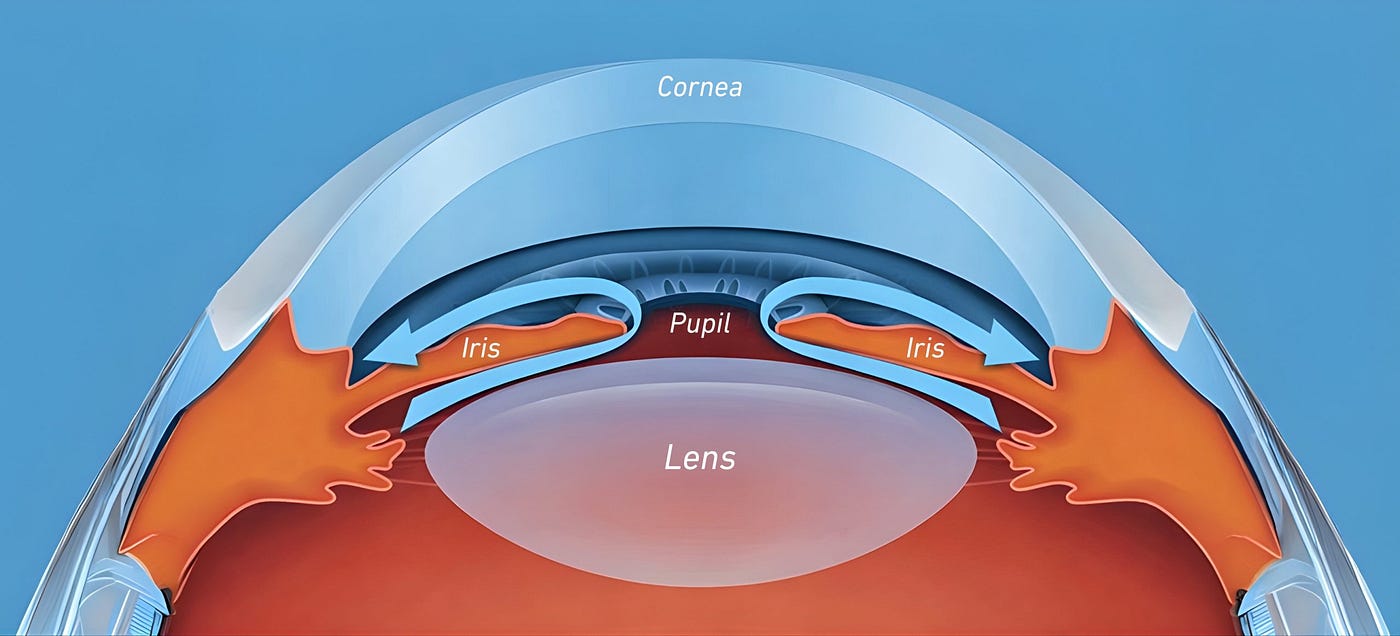 The Hidden Space Behind the Iris: Where is the Posterior Chamber and How is the Lens Positioned…