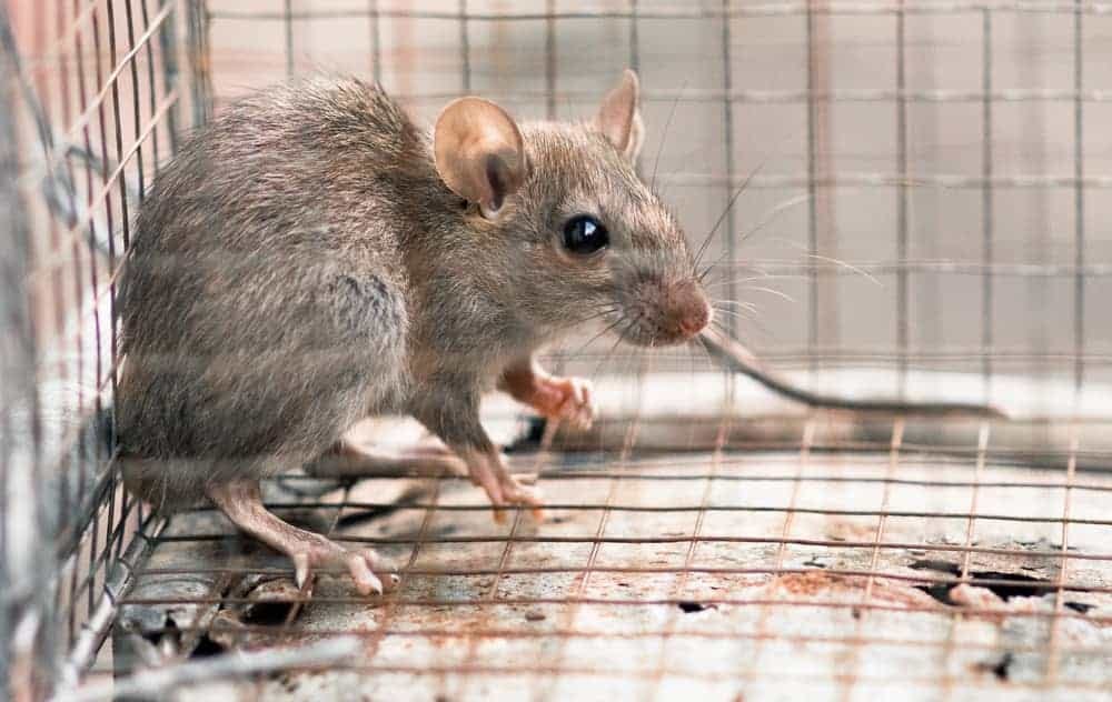 Outback Zack: Your Trusted Solution for Rat Removal in Big Bear | by Ralphmemerson | Medium