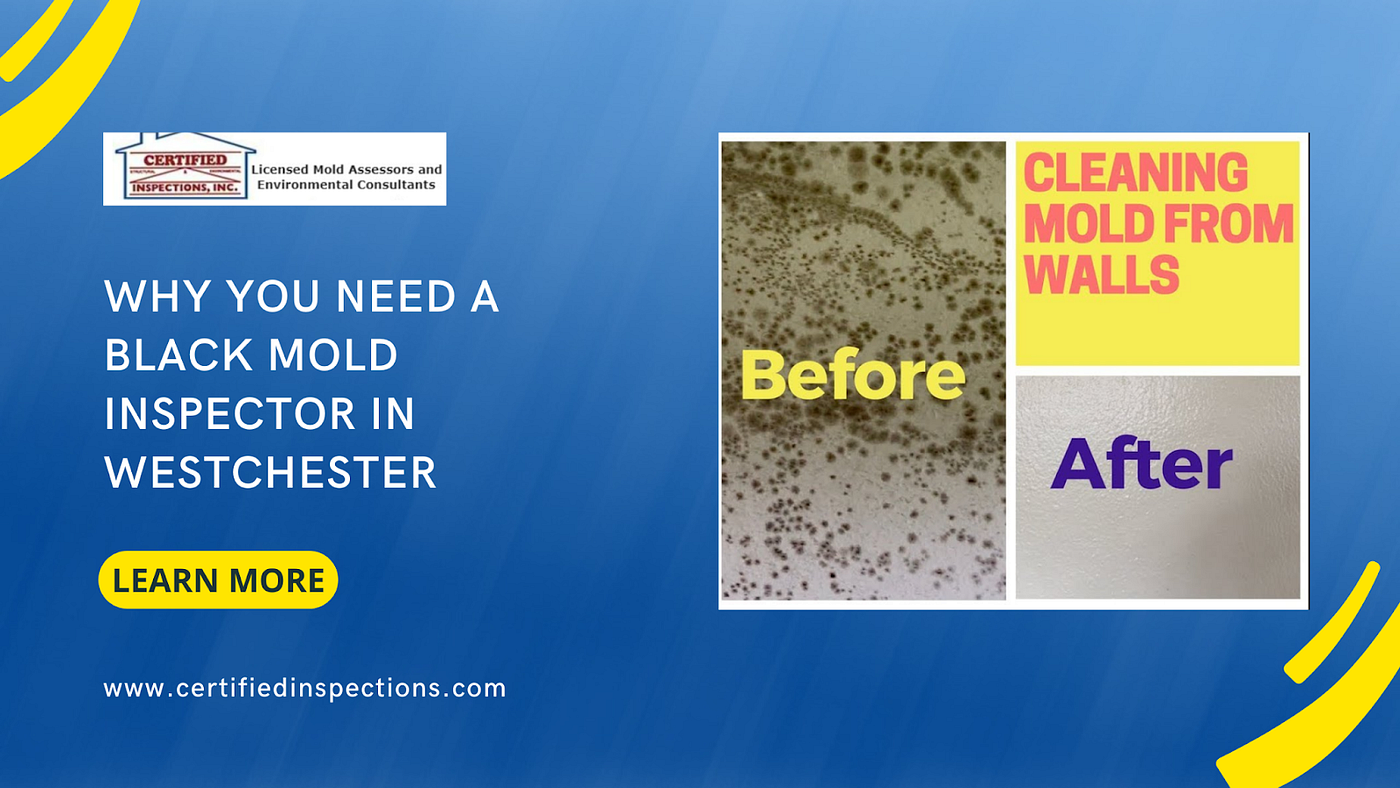 Mold Removal Westchester NY: What You Need To Know Before Taking Action