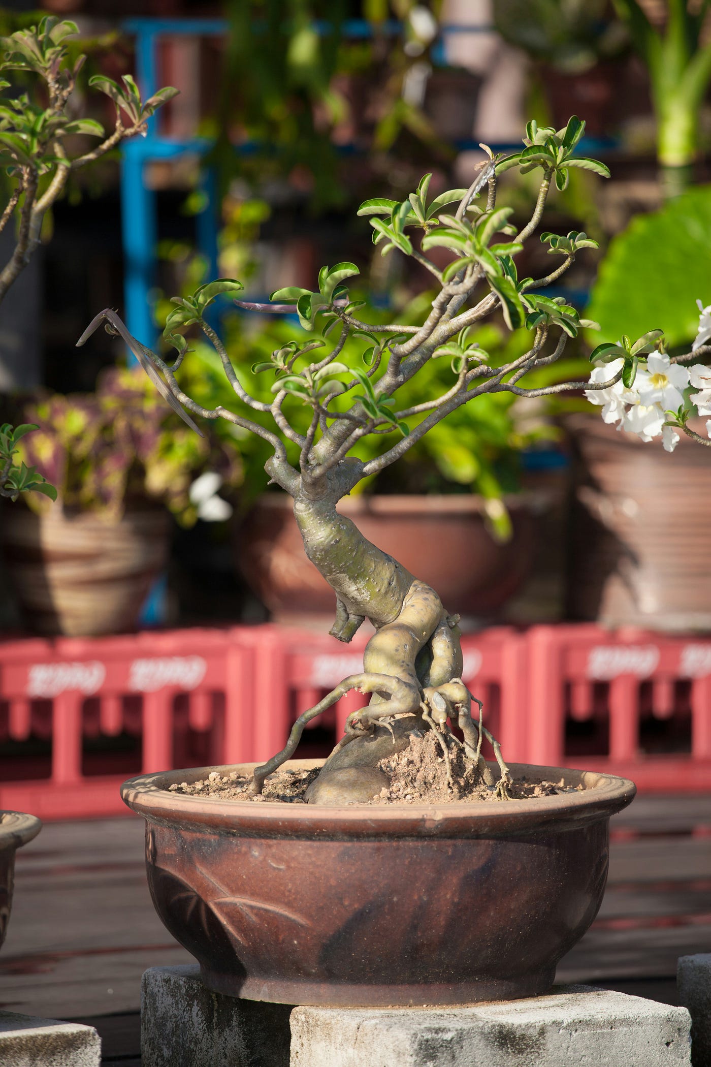 bonsai im wald finden Bonsai-Wald aus Metall  Bonsai winkel