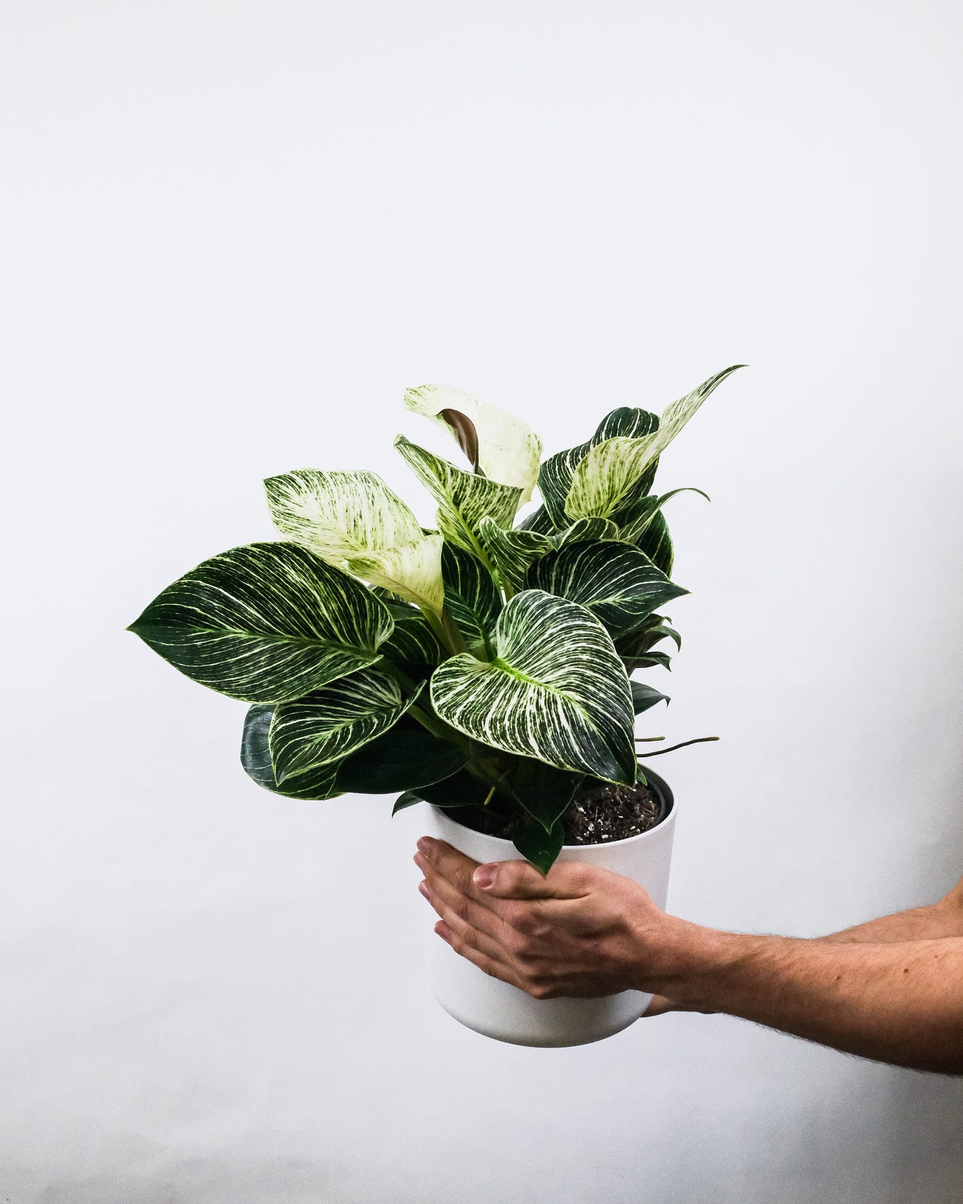 bella zz plant ZZ Plant – Revival Haus
