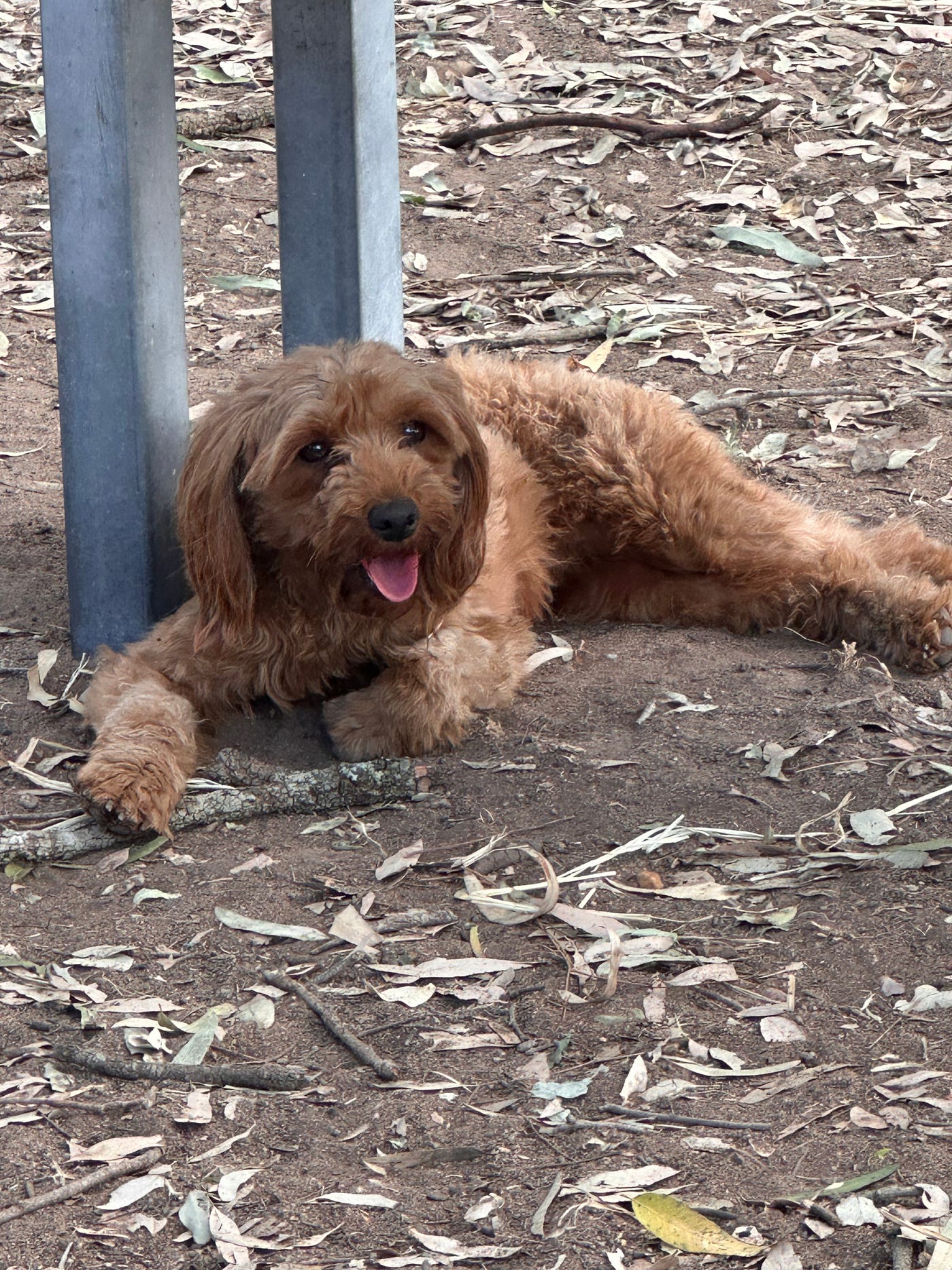 Common Hereditary Conditions Ethical Breeders In QLD Work To Eliminate