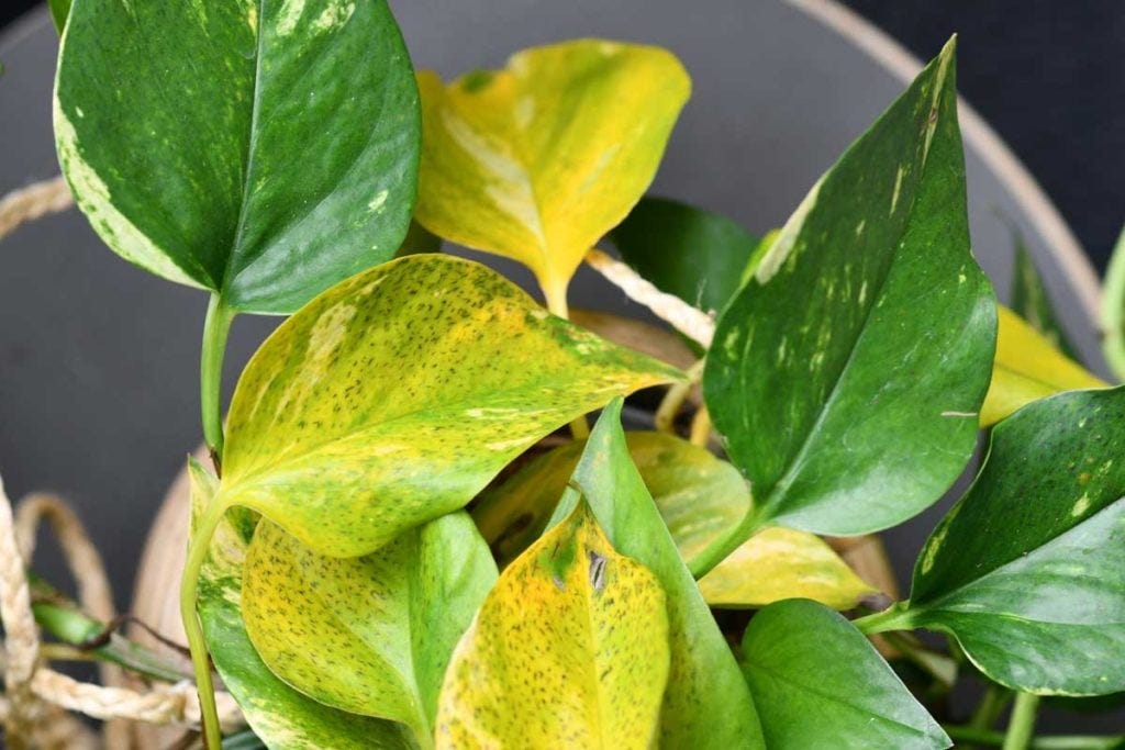 Do Pothos Need Drainage: Answer + Ridiculous EASY Solutions | by Davin  Eberhardt | Medium