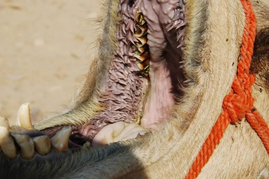 The Secret of a Camel's Mouth: How Can a Camel Chew a Cactus-Like Gum  Without Any Issues? | by Grace Michelle | Short. Sweet. Valuable.