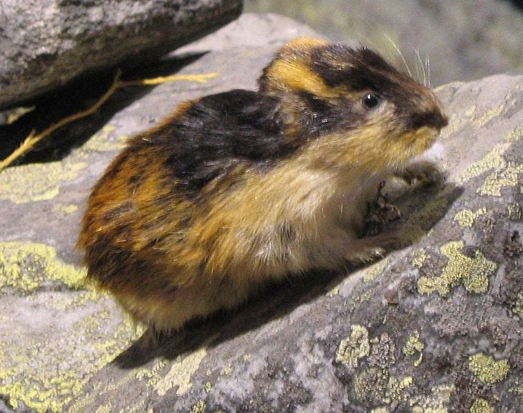The Fascinating Lie About Lemmings, by Sam Westreich, PhD, Sharing  Science
