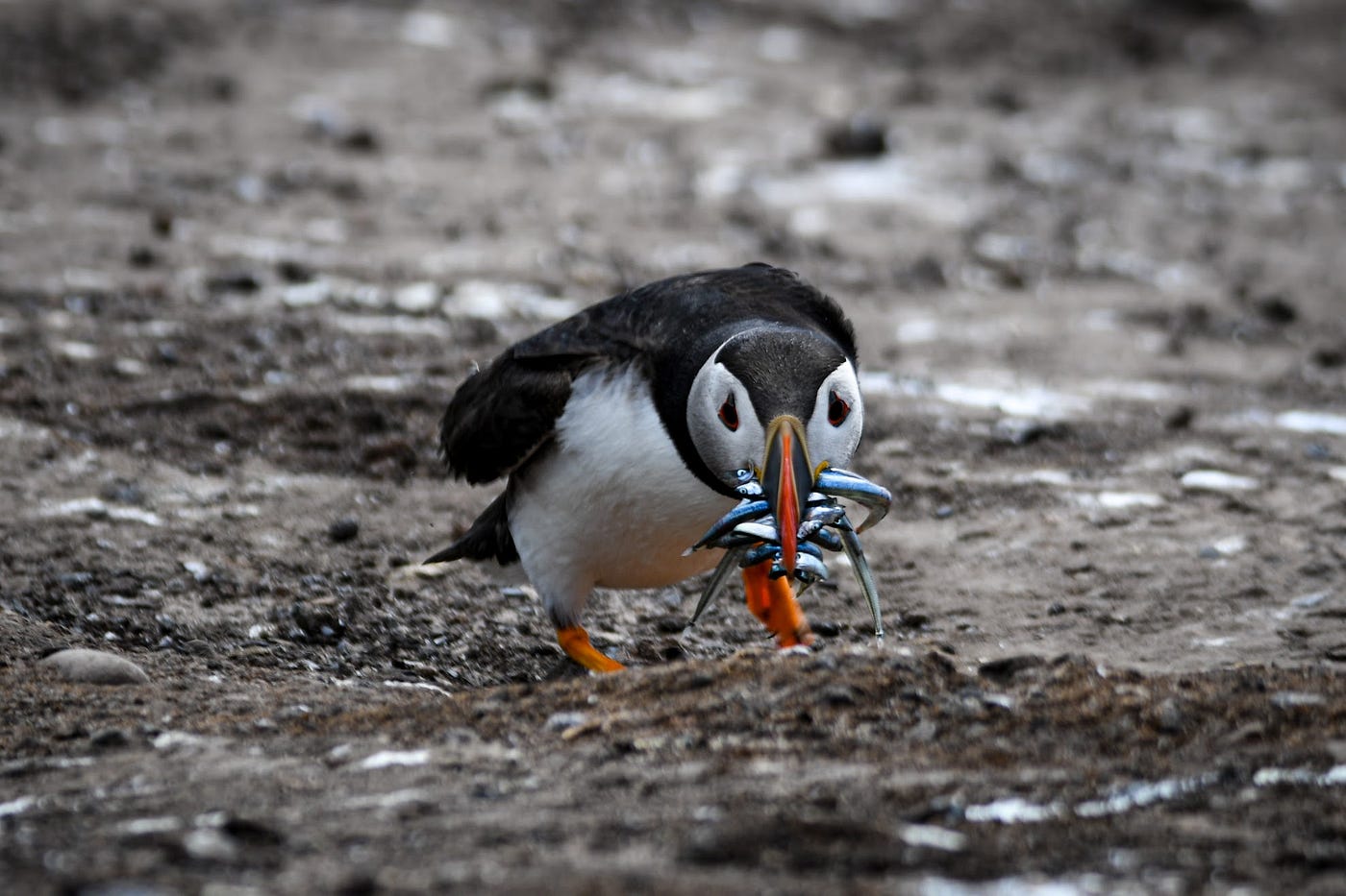 Puffin Adventures Around the World | by Harshita Kasera | Digital