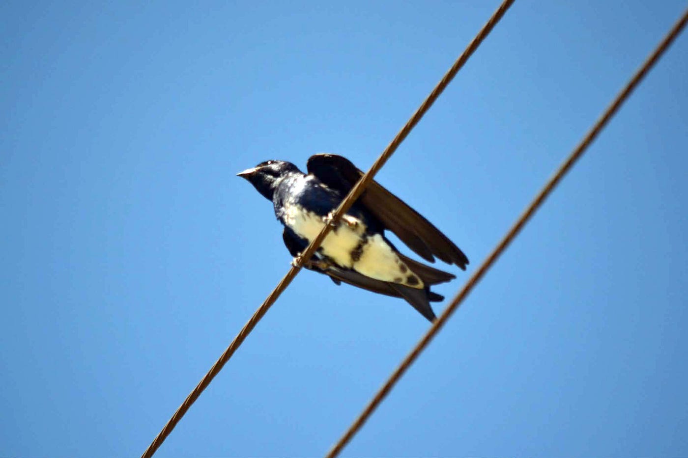 La golondrina caribeña llegó para quedarse