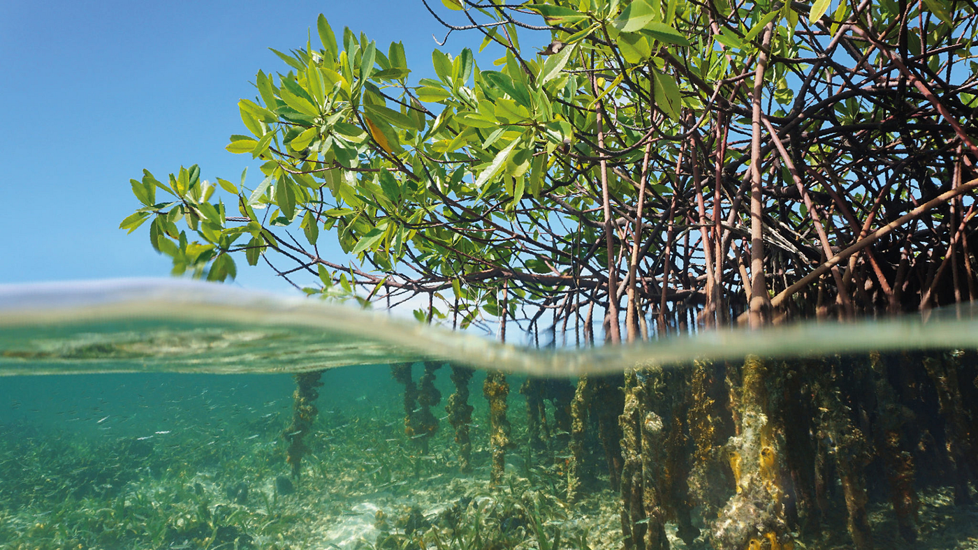 Why Mangrove Planting in India Fails Without Tidal Flow
