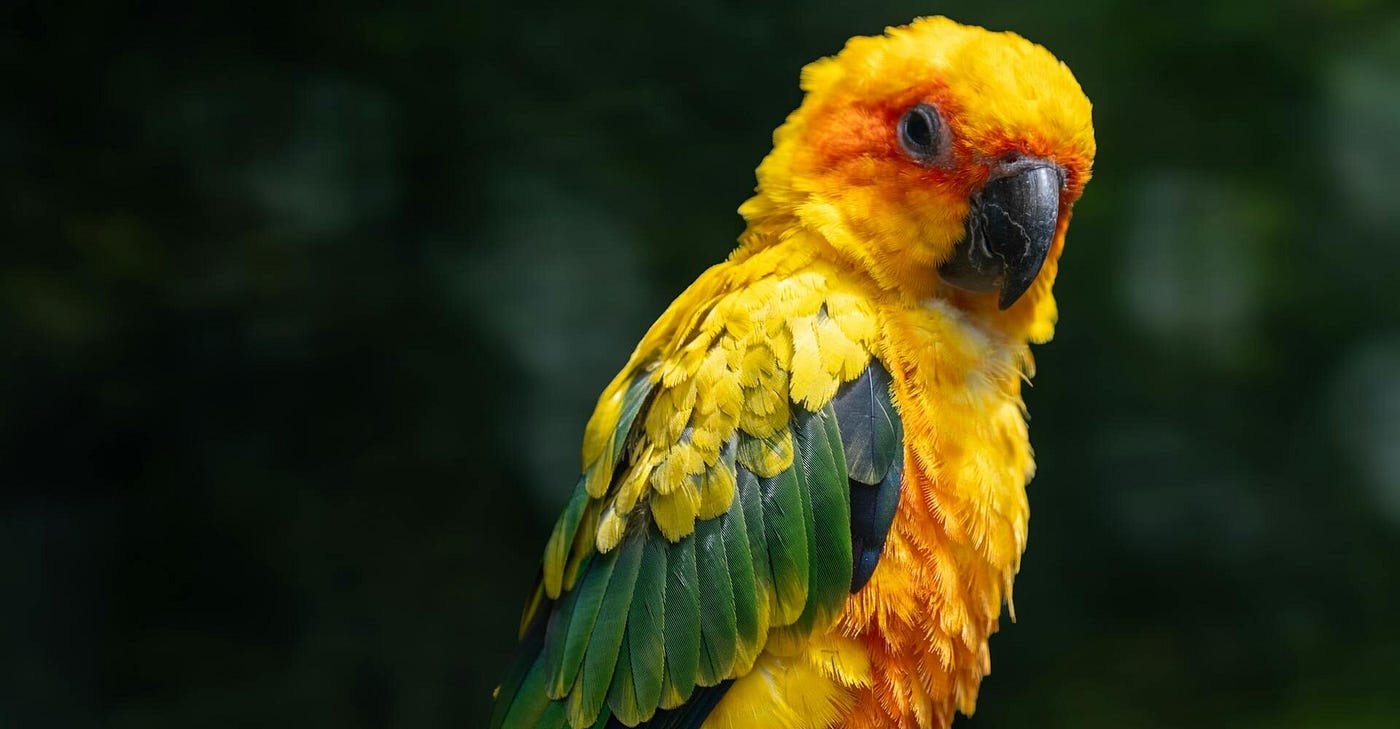 How do I Know Who I Really Am? A Beautiful Bird Dreams of Becoming a Powerful Lion? — SquashedFrog