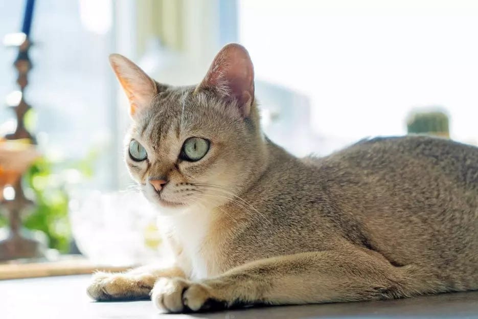 Singapura clearance cat breeders