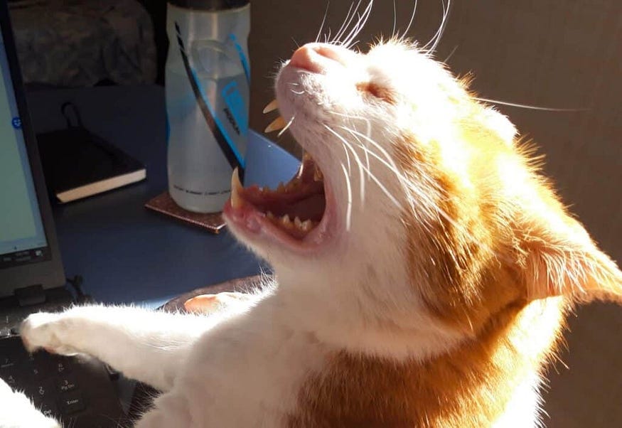 Do Cats Meow at Other Cats? Surprising Reasons Revealed!